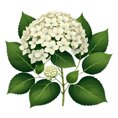 22 White Hortens sticker