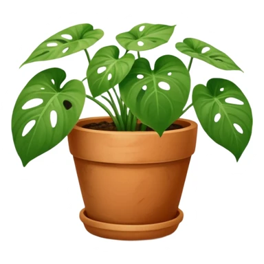 Swiss cheese pothos in a terracotta pot sticker