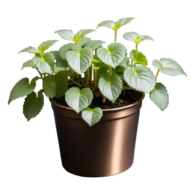 8-bit pixel art of small Plectranthus Verticillatus sprouts with round circular leaves in a shiny metallic planter sticker