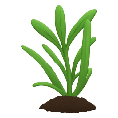 caraway plant sticker