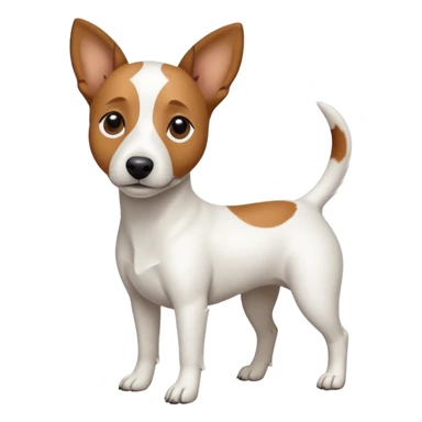 a full body white jack russel looking dog the size of a kelpie with light brown ears and a light brown patch on one eye, flopped down ears and a large snout sticker