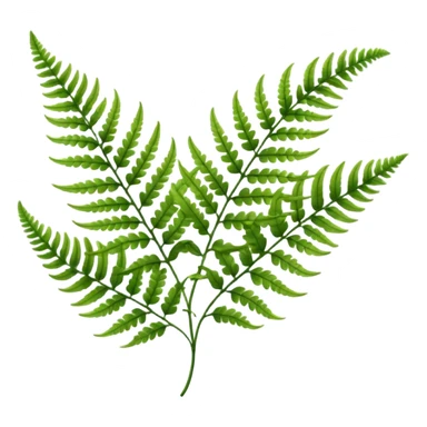 Fern sticker