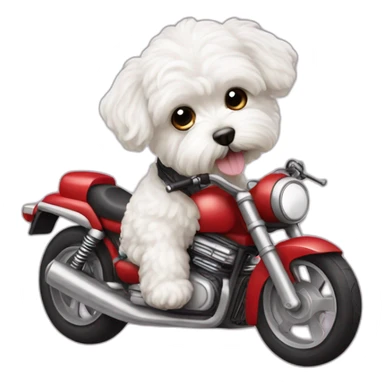 White maltipoo with motorcycle sticker
