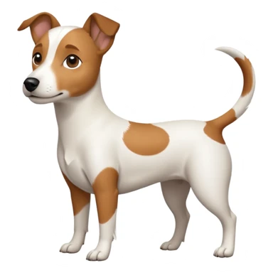 a full body white jack russel looking dog the size of a kelpie with light brown ears and a light brown patch on one eye, flopped down ears and a large snout sticker
