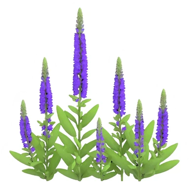3D iOS style illustration of Salvia nemorosa (woodland sage) with upright purple flower spikes and green leaves, realistic and vibrant, on transparent background. sticker