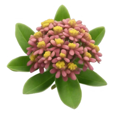 Rhodiola rosea sticker