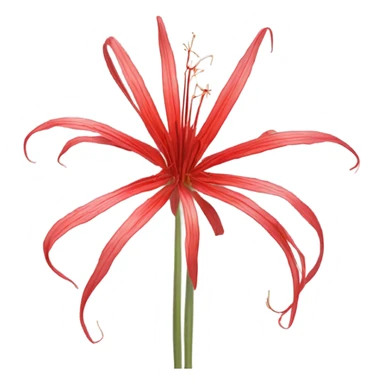 Spider lily red sticker