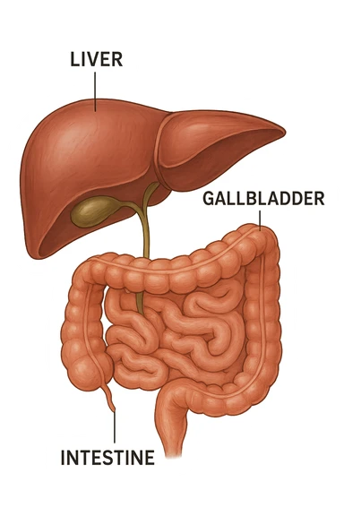 Connessione visiva, fegato , intestino e cistifellea sticker