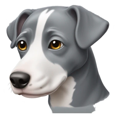 grey pitbill dog with white chin sticker