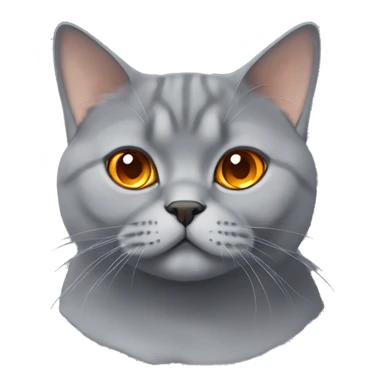 grey british shorthair cat with orange eyes  sticker