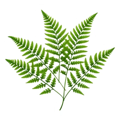 Fern sticker