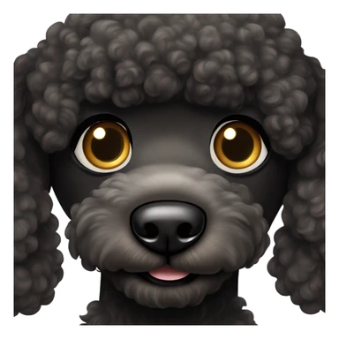 Black Poodle with brown eyes and phantom white markings sticker