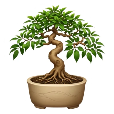 BONSAI DI FICUS GINSENG 
 sticker