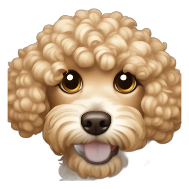 Curly Fur, Light blonde, Light Brown ears, Cavapoo adult sticker