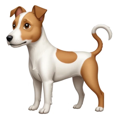 a full body large white parson russell terrier looking dog the size of a kelpie with light brown big ears and a light brown patch on one eye and a large snout sticker