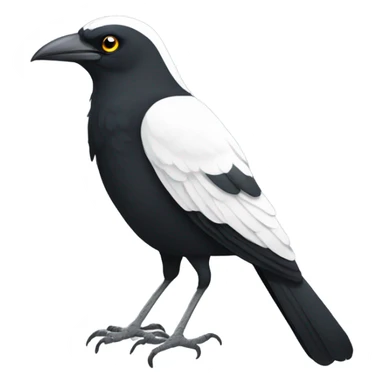 Single Pied currawong bird  sticker