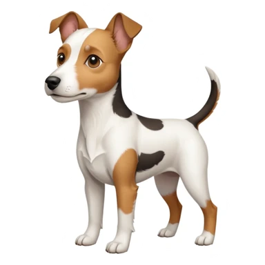 a full body large white parson russell terrier looking dog the size of a kelpie with light brown big ears and a light brown patch on one eye and a large snout sticker