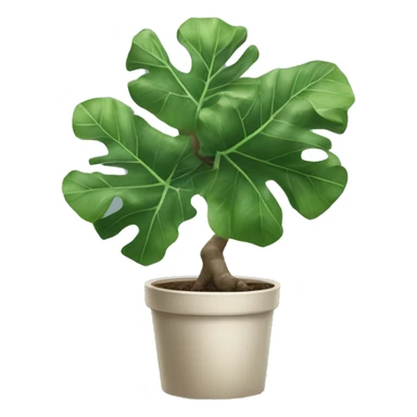 Fiddle leaf fig tree sticker