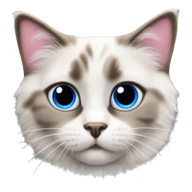 Ragdoll mix with tabby cat with blue eyes and pink nose sticker