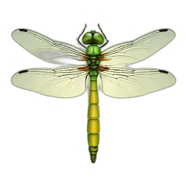 dragonfly, soya, candle  sticker