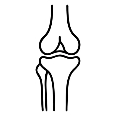 detailed medical illustration of knee bones and joint anatomy sticker