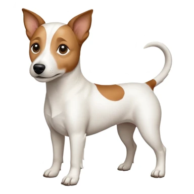 a full body white jack russel looking dog the size of a kelpie with light brown ears and a light brown patch on one eye and a large snout sticker