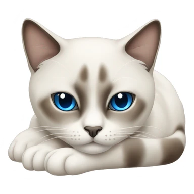 Siamoi cat with blue eyes sleeping  sticker