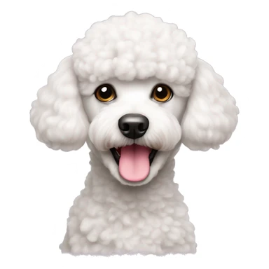 White mini poodle with pink nose sticker