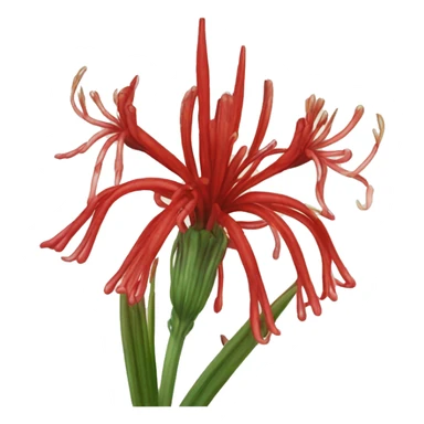 lycoris radiata rojo carmcarmesí  sticker