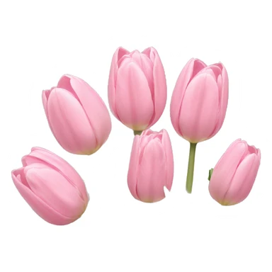 Light pink tulips sticker