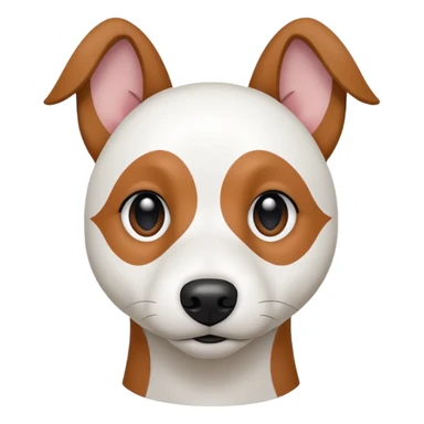 a fully white jack russell the size of a kelpie with floppy ears and a half white face sticker