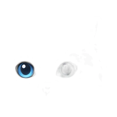 white persian cat blue eyes sticker