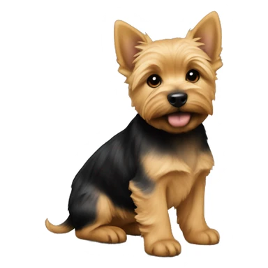 Close format on puppy of Norwich terrier is Black and Tan colour  sticker