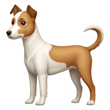 a full body large white parson russell looking dog the size of a kelpie with light brown ears and a light brown patch on one eye and a large snout sticker
