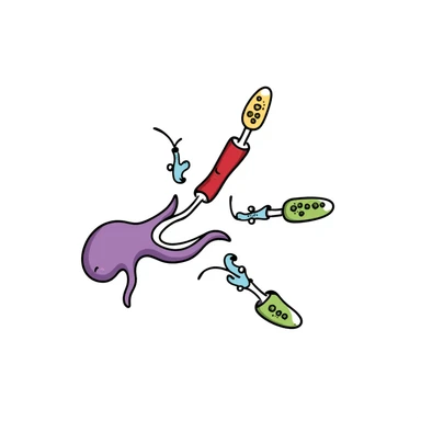 Anatomical diagram of anti-diabetic mechanism: purple pancreas releasing blue insulin molecules, red blood vessels with yellow glucose particles, green cell receptors accepting insulin. Hand-drawn illustration showing glucose regulation with arrows indicating reduced blood sugar levels. sticker