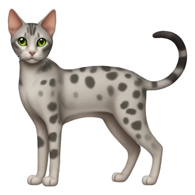 Short-haired oriental cat ,full body , grey coat with spots , green eyes , terracotta nuzzle sticker