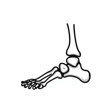 skeletal foot anatomy, foot bones structure, anatomical drawing of foot bones sticker