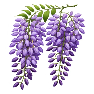 Wisteria sticker