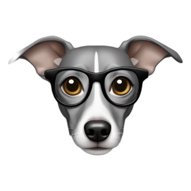 Italian greyhound female, gray color with white chest, wearing glasses sticker