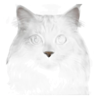 Female Siberian cat blue lynx point with white sticker