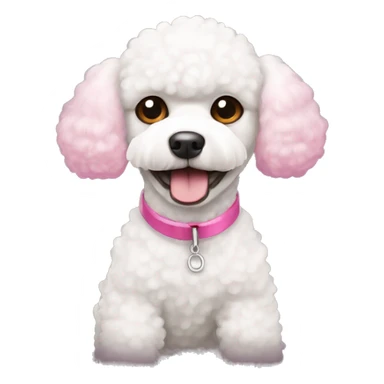 White toy poodle with pink nose sticker