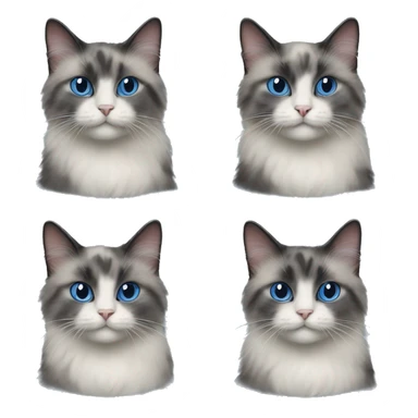 Blue tortie ragdoll cat playing sticker