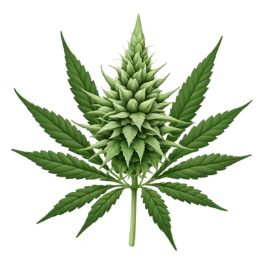 white color marijuana, no color sticker