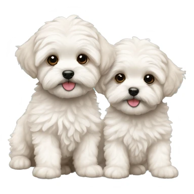 two maltipoo puppies sticker