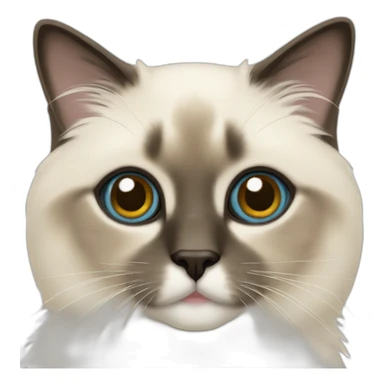 Birman cat sticker