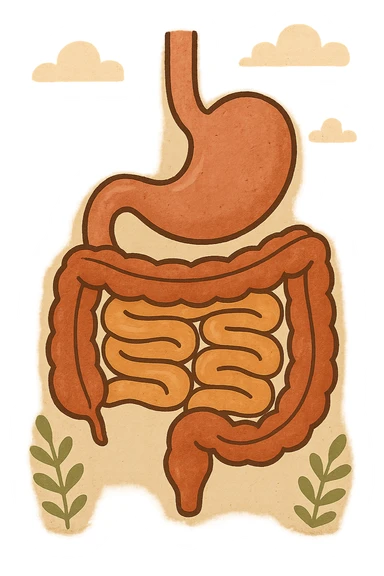 Anatomical illustration of the human digestive system, showing the stomach, small intestine, and large intestine. Smooth 3D style, soft shading, clean and simple design.
 sticker