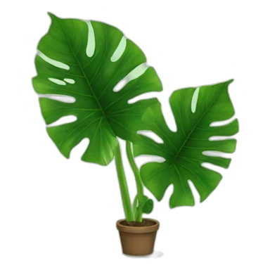 Alocasia sticker