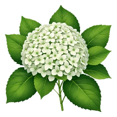 22 White Hortens sticker