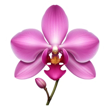 Baby pink orchid flower  sticker