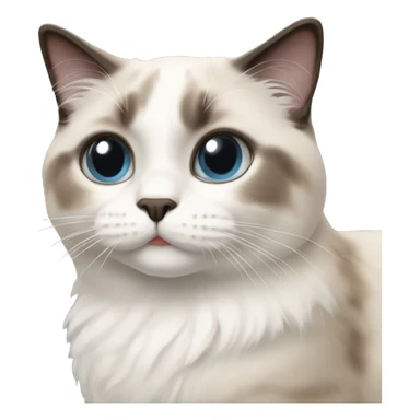 ragdoll shorthair cat sticker